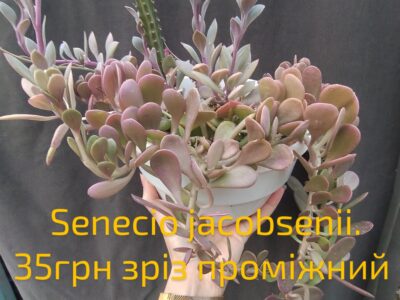 senecio jacobsenii зріз