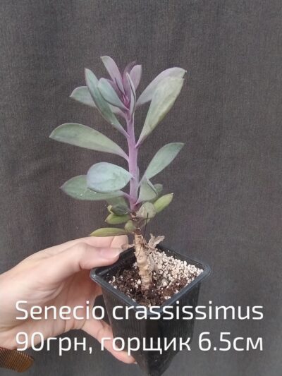 Senecio crassissimus