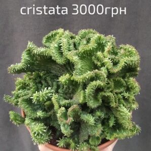 Euphorbia horrida cristata