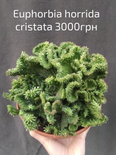 Euphorbia horrida cristata