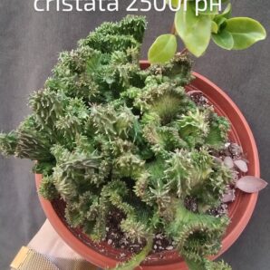 Euphorbia horrida cristata