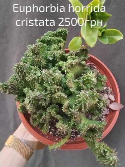 Euphorbia horrida cristata