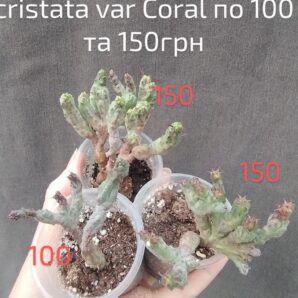 Euphorbia enopla cristata var. Coral молода рослина