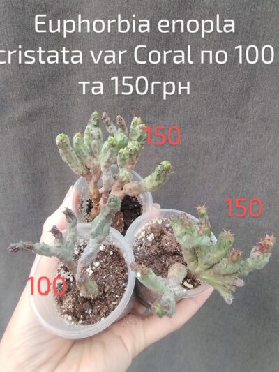 Euphorbia enopla cristata var. Coral молода рослина