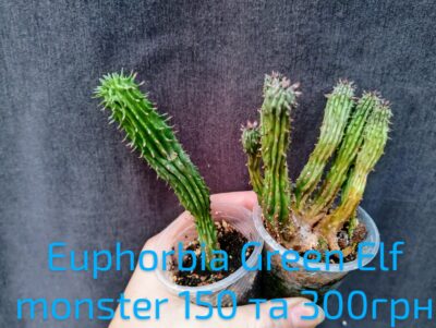 Euphorbia green elf monster вкорінений сегмент - Зображення 2