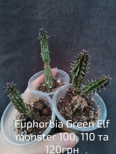 Euphorbia green elf monster вкорінений сегмент - Зображення 2