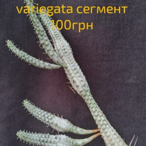 Euphorbia mammillaris variegata сегмент