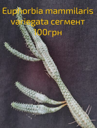 Euphorbia mammillaris variegata сегмент