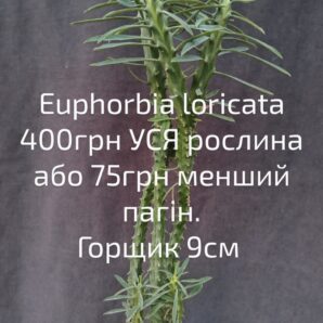 euphorbia loricata