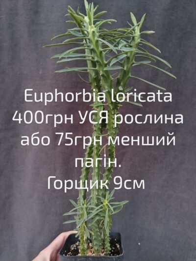 euphorbia loricata