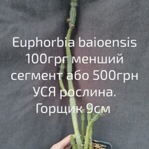 euphorbia baioensis сегмент