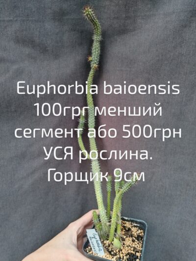euphorbia baioensis сегмент