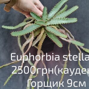 Euphorbia stellata каудекс горщик 9см