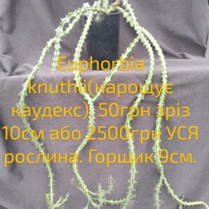 Euphorbia knuthii (нарощує каудекс) зріз 10см