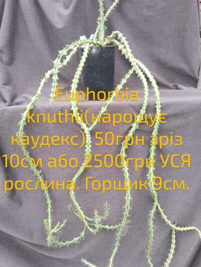 Euphorbia knuthii (нарощує каудекс) зріз 10см