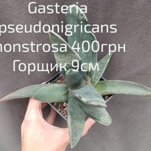 gasteria pseudonigricans monstrosa