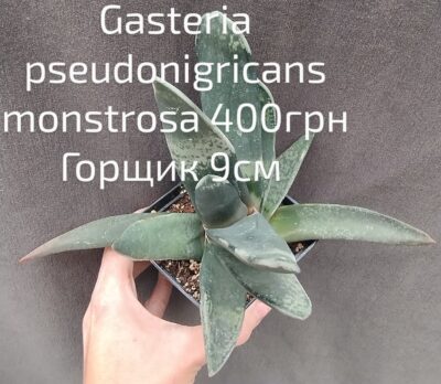 gasteria pseudonigricans monstrosa