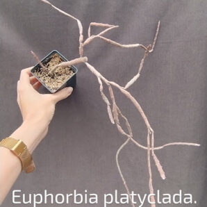 euphorbia platyclada сегмент