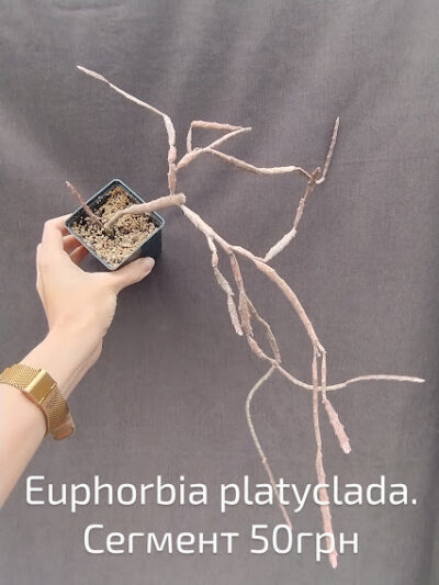 euphorbia platyclada сегмент
