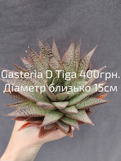 Gasteria d tiga доросла