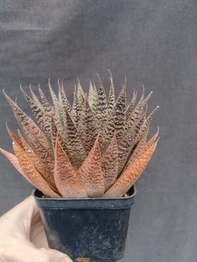 Gasteria d tiga доросла - Зображення 2