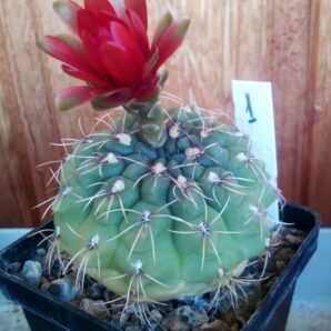 Gymnocalycium baldianum