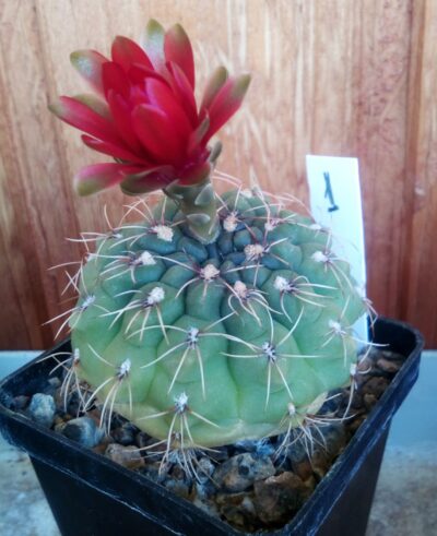 Gymnocalycium baldianum