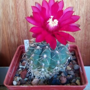 Gymnocalycium baldianum
