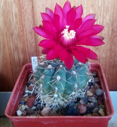 насіння Gymnocalycium baldianum