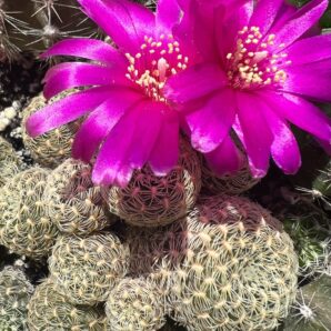 Sulcorebutia albissima, кущик