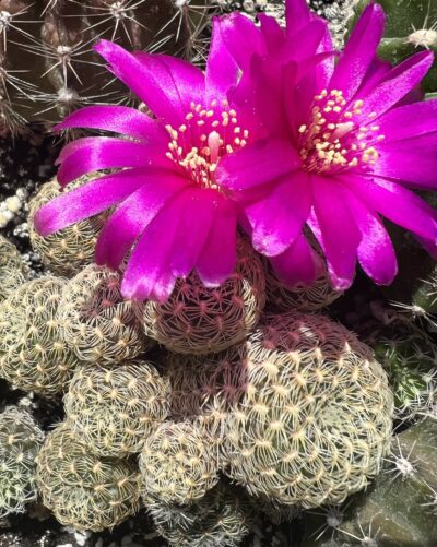 Sulcorebutia albissima, кущик