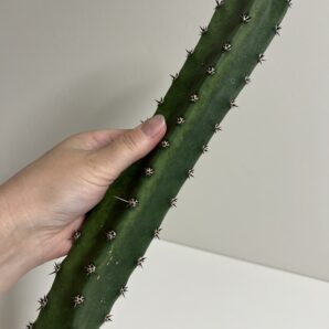 eriocereus jusbertii, невкорінений пагон 35 см | 34