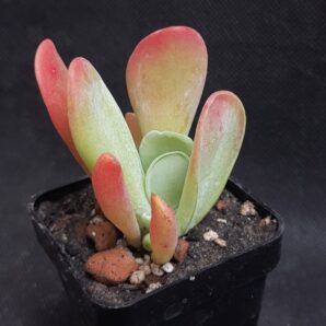 Kalanchoe thyrsiflora Baby finger