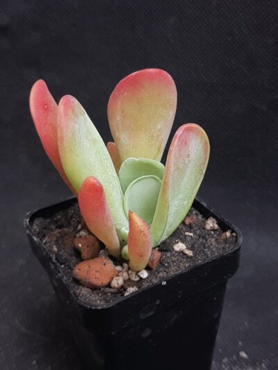 Kalanchoe thyrsiflora Baby finger