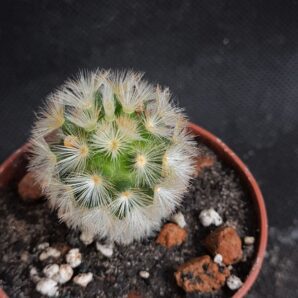 Mammillaria carmenae