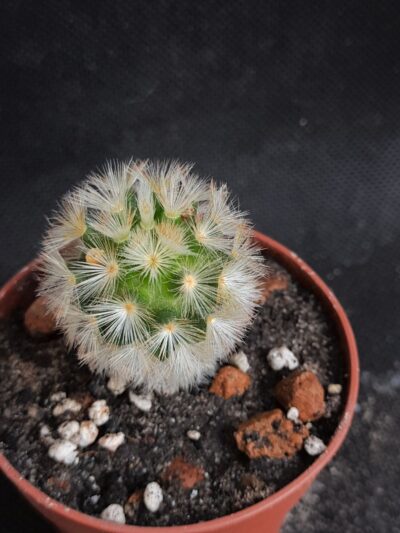 Mammillaria carmenae