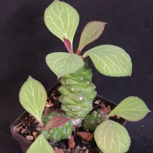 Monadenium ritchiei (obesum) | 68