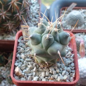 THELOCACTUS multicephalus HO 409