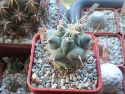 THELOCACTUS multicephalus HO 409