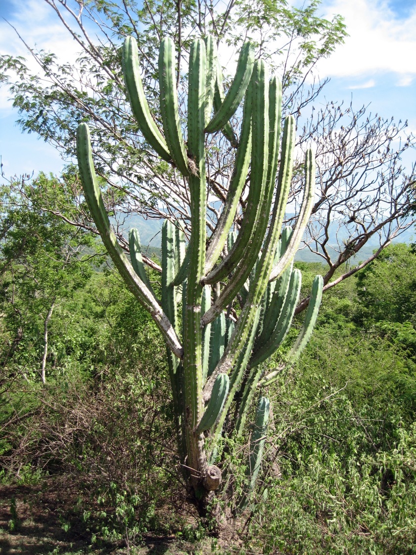 100 зникаючих видів кактусів (Частина 3) 1 Myrtillocactus eichlamii