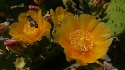 Opuntia humifusa (зимостійка садова опунція) - Зображення 2