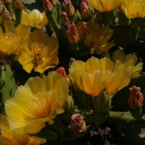 Opuntia humifusa (зимостійка садова опунція)