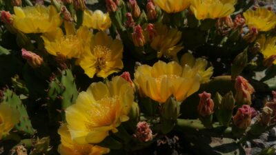 Opuntia humifusa (зимостійка садова опунція)