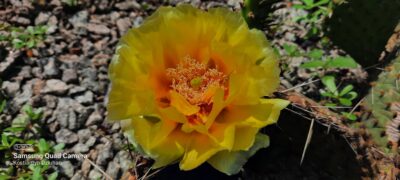Opuntia macrorhiza (зимостійка садова опунція) - Зображення 2