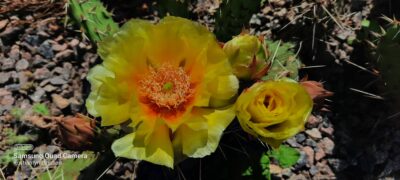 Opuntia macrorhiza (зимостійка садова опунція)