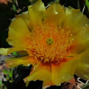 Opuntia phaeacantha DJF 970.13, Fremont Country, Colorado (зимостійка садова опунція) | 65