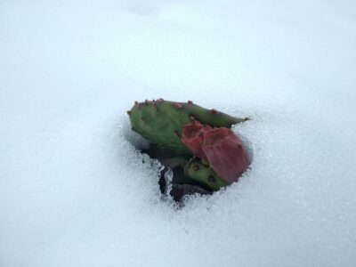 Opuntia humifusa (зимостійка садова опунція) - Зображення 3