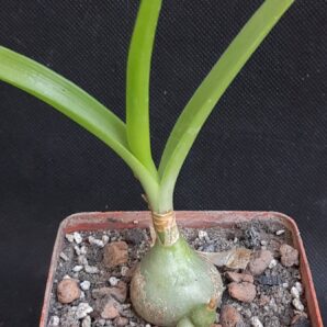 Ornithogalum caudatum