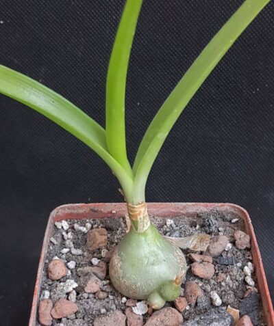 Ornithogalum caudatum