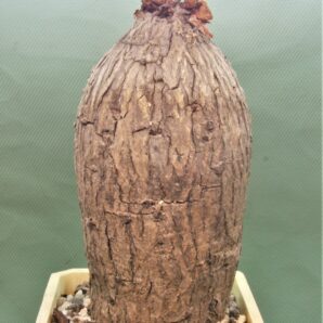 oxygonum-stuhlmannii-polygonaceae.-morogoro-tanzania-2
